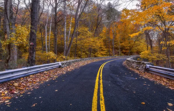 Picture road, autumn, forest