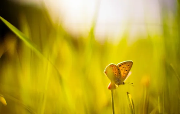 Greens, grass, macro, background, widescreen, Wallpaper, butterfly, blur