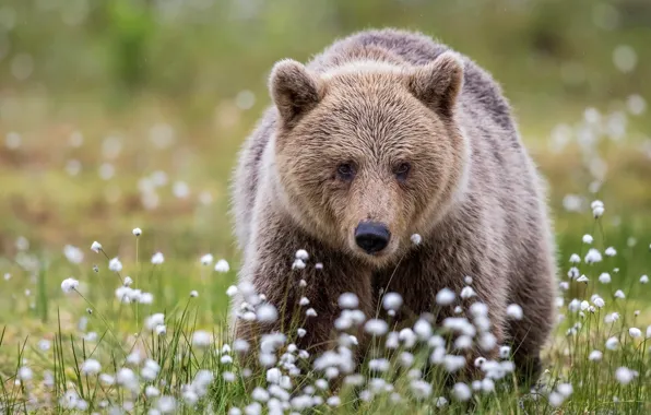 Face, glade, portrait, bear, bear, cotton, walk, brown