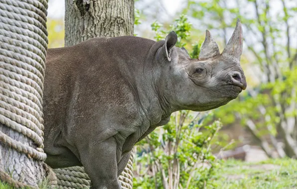 Picture look, face, Rhino, horn, ©Tambako The Jaguar