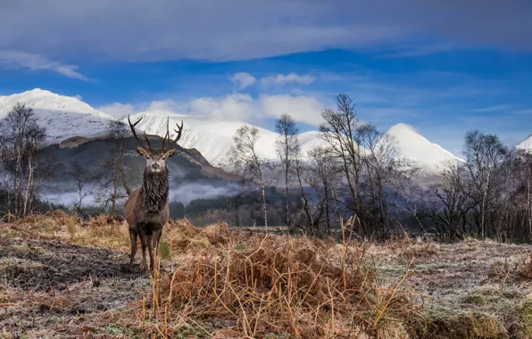 Picture the sky, clouds, mountains, deer, horns