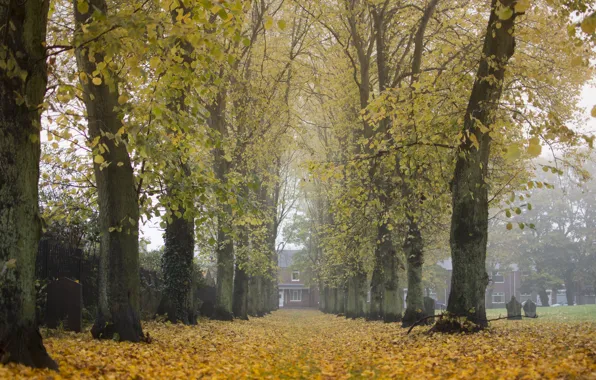 Autumn, trees, the city, fog, cemetery, Bishop Auckland, elevation of Hamsterley, County Durham