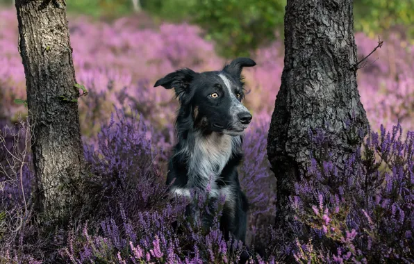 Flowers, glade, dog, Heather