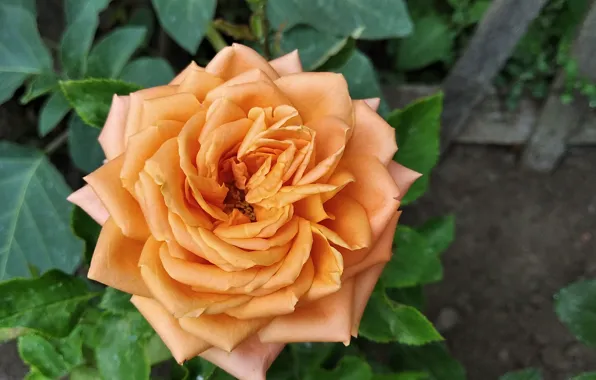 Rose, Flowers, beauty