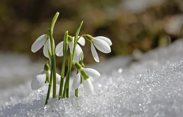 Wallpaper flowers, snow, white, bokeh, spring, snowdrops
