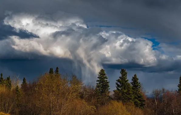 The storm, forest, the sky, clouds, trees, branches, clouds, nature