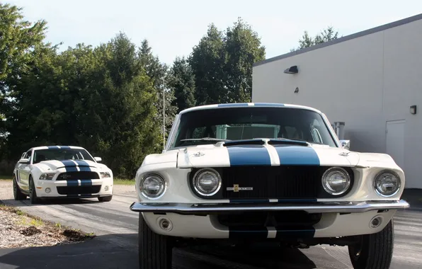 Trees, strip, Mustang, Ford, Shelby, GT500, Mustang, Ford