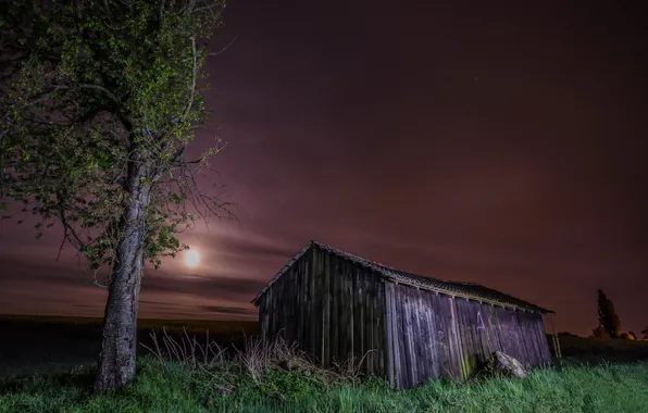 Picture trees, landscape, night, home