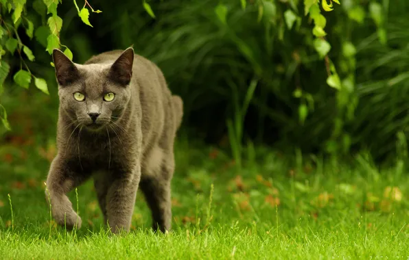 Picture grass, eyes, walk, hunter