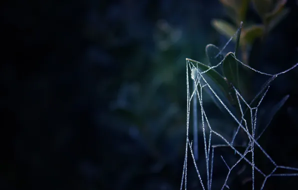 Picture leaves, dark, plant, web, gossamer