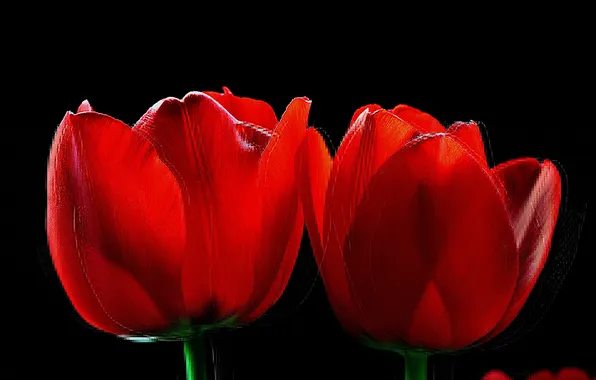 Macro, nature, background, petals, tulips