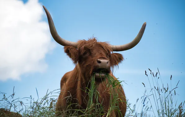 Picture Switzerland, Aire lime, Ayroz hut, Dayon, The furry cow