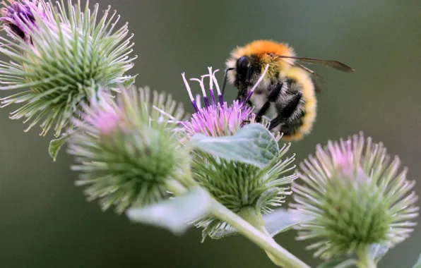 Picture bee, bokeh, Thistle