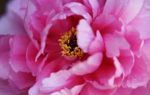 Flower, macro, pink, petals