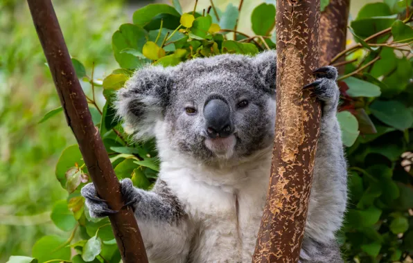 Look, leaves, branches, portrait, legs, claws, face, Koala