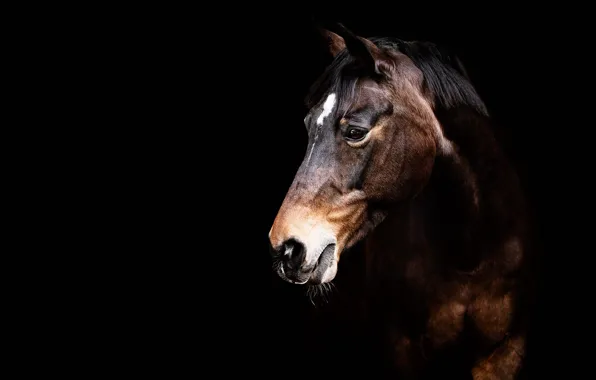 Look, face, horse, horse, portrait, black background, brown