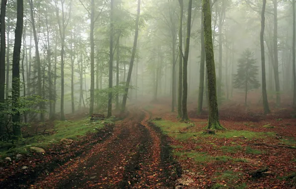 Road, forest, landscape, fog
