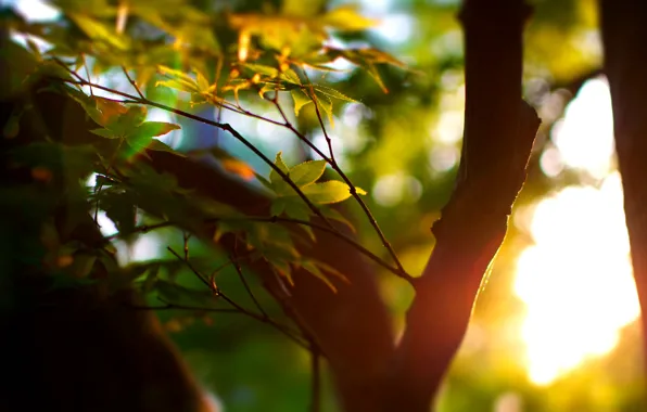 Picture greens, summer, leaves, the sun, macro, rays, light, trees
