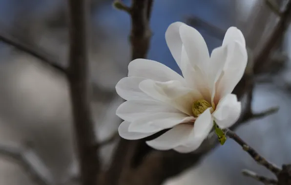Macro, petals, white, Magnolia