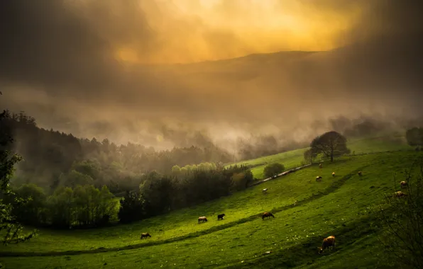 The sky, grass, trees, mountains, fog, cows, slope