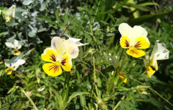 Picture Flowers, Pansy, Pansies