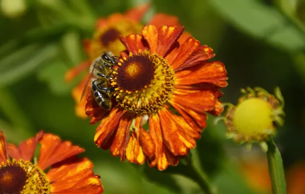 Summer, macro, flowers, bee