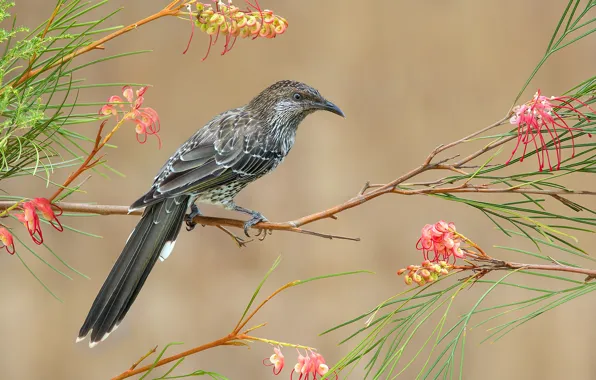 Picture leaves, flowers, bird, branch, feathers, beak, tail, surikaty honeyeater