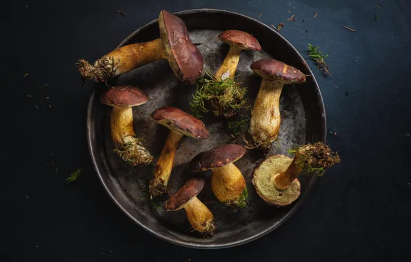 The dark background, mushrooms, forest, pan, roots, white mushrooms