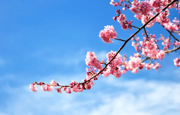The sky, cherry, pink, branch, blooming