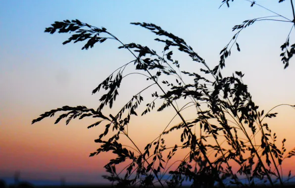 Summer, grass, sunset, comfort, heat, calm, the evening