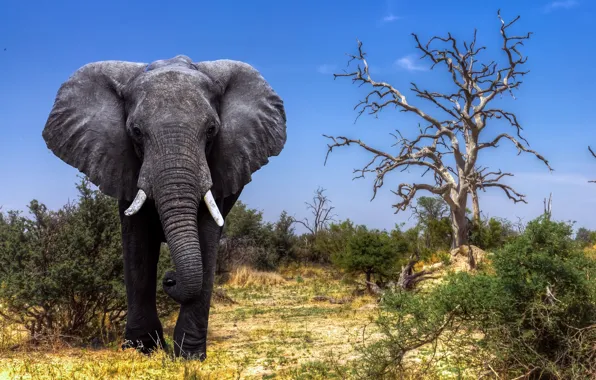 Africa, Elephant, Safari, Botswana, The Okavango Delta