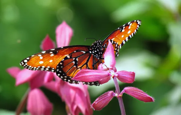 Picture glare, butterfly, Flowers, pink