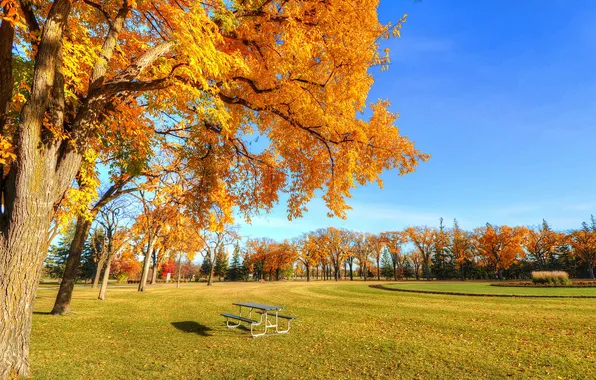 Autumn, the sky, grass, trees, Park, table, bench