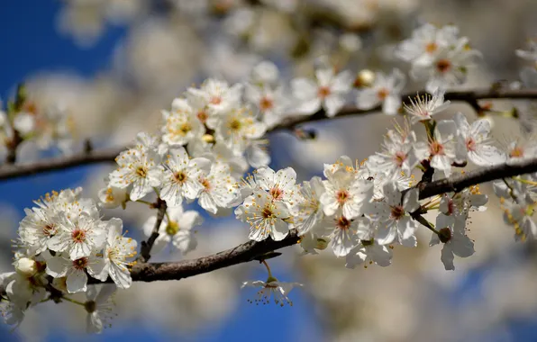 Trees, flowers, branches, spring, Apple