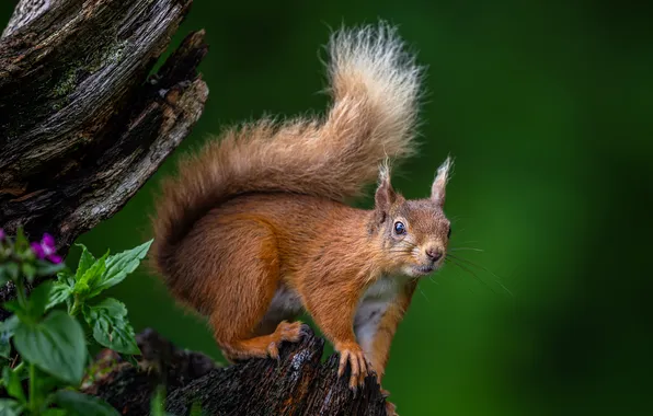 Greens, look, flowers, pose, stump, protein, tail, red