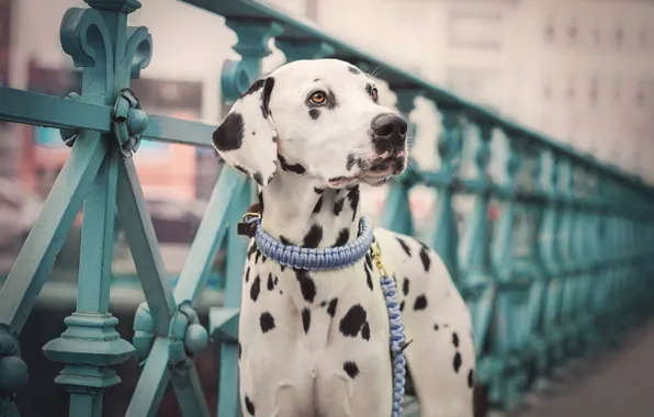 Picture look, dog, leash, Dalmatian