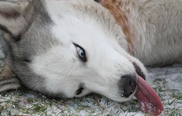 Eyes, each, dog, husky