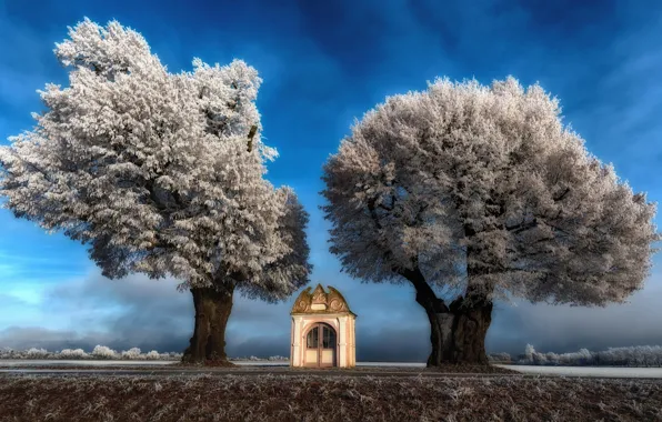 Picture trees, chapel, Germany, Bavaria, Kiefenholz