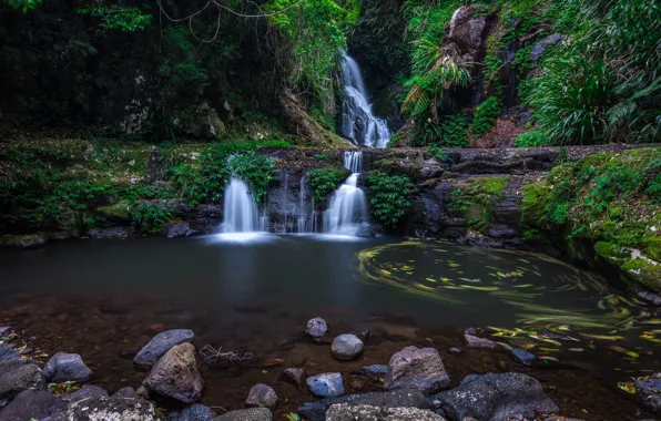 Picture forest, river, waterfall, Australia, Lamington National Park, Elabana Falls