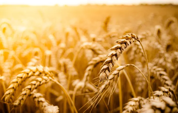 Wheat, field, the sun, macro, background, widescreen, Wallpaper, rye