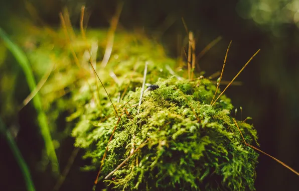 Green, fly, moss