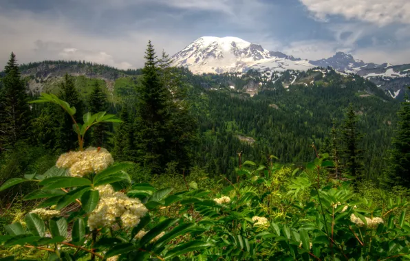 Forest, trees, landscape, mountains, nature, Park, Washington, USA
