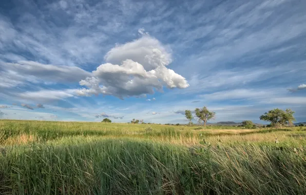 The sky, Field, Cloud