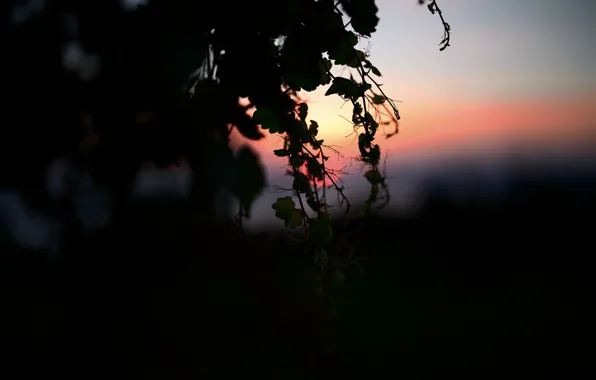 Light, branches, nature, darkness, the evening