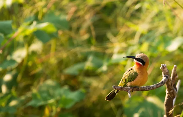 Light, bird, foliage, branch, yellow, bitches, bokeh, bright plumage