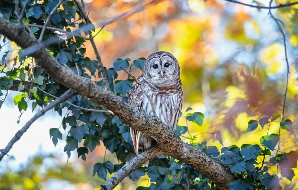 Picture autumn, leaves, trees, branches, yellow, background, owl, bird