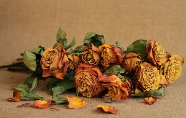 Flowers, background, roses, buds
