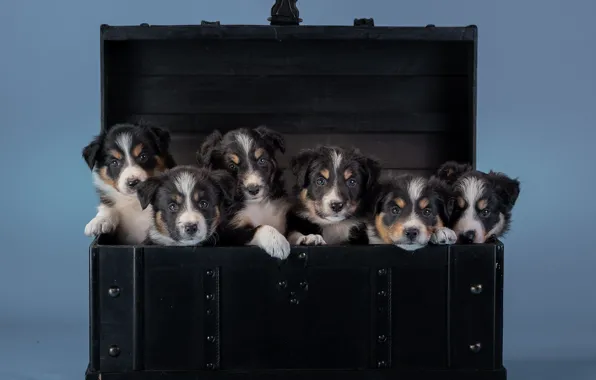 Puppies, chest, breed, cute