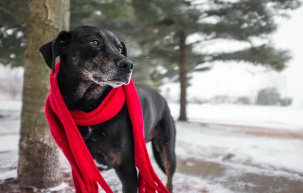 Look, each, dog, scarf