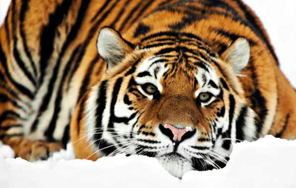 Picture winter, snow, Tiger, lies